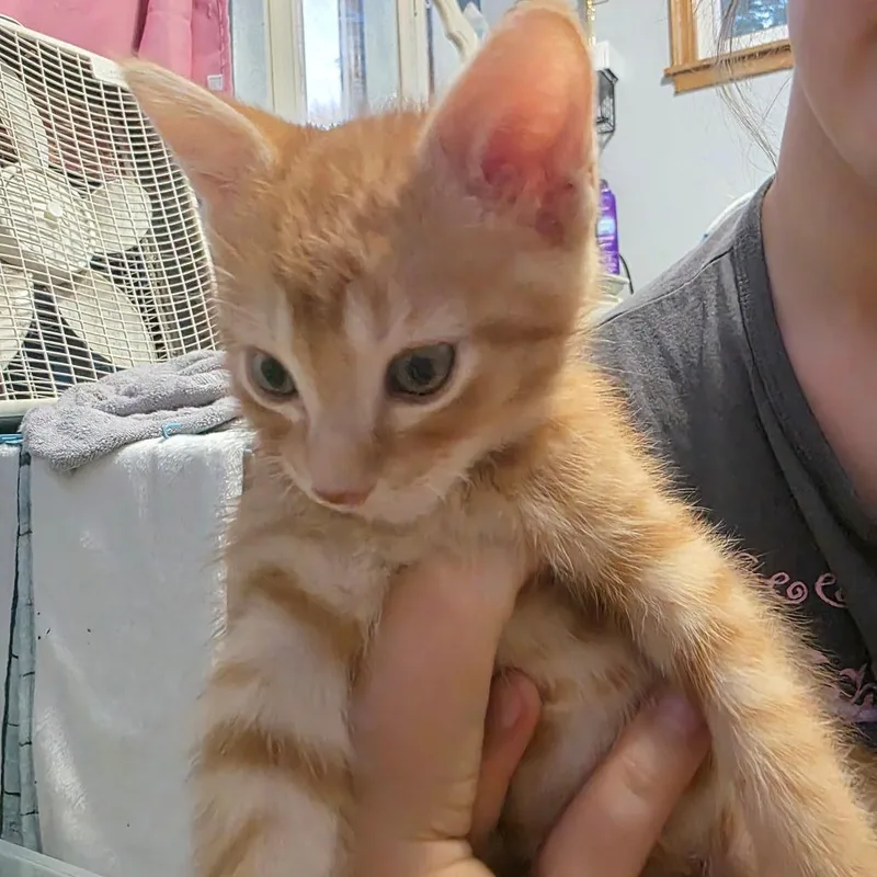Cheeto C thumbnail 3