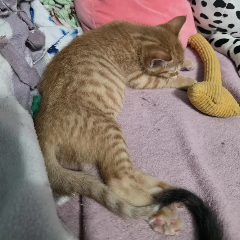 Cheeto C thumbnail 4