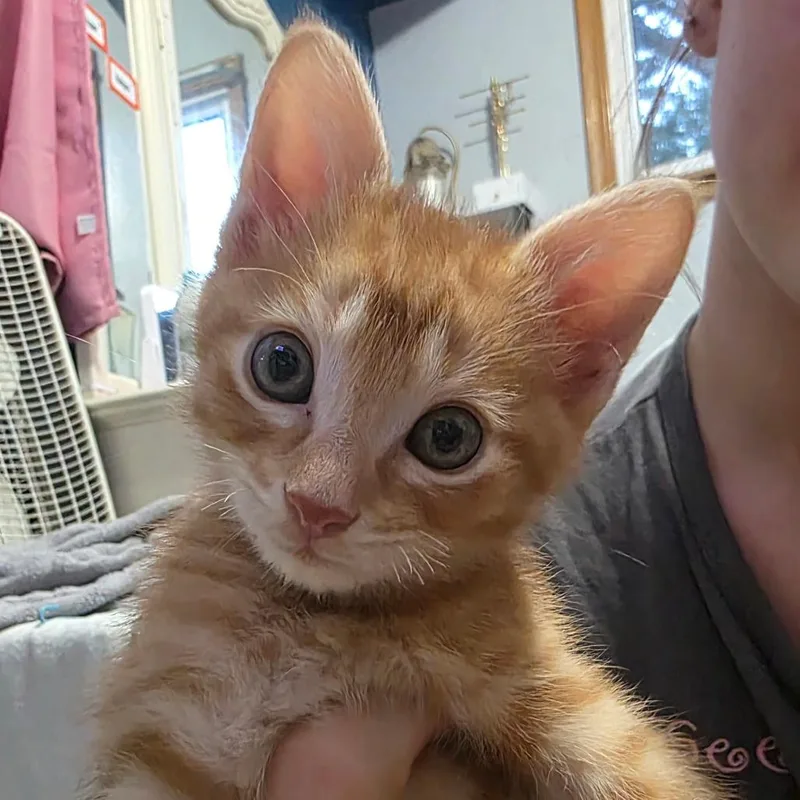 Cheeto C thumbnail 5