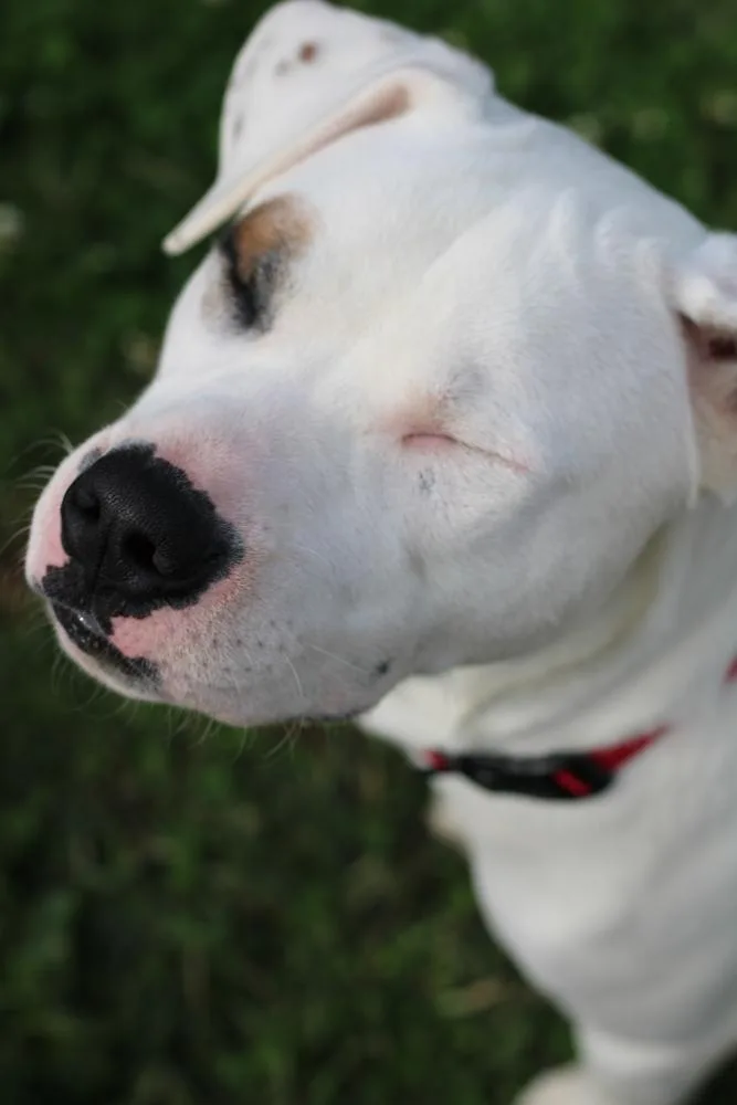 Murphy thumbnail 3