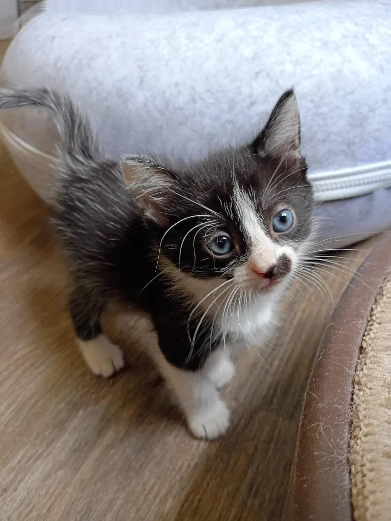 Pepper thumbnail 2