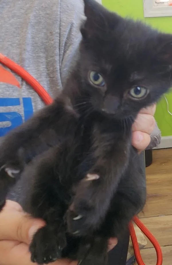 A baby small-sized male Domestic Short Hair cat named Copper for adoption in Cleveland, TN