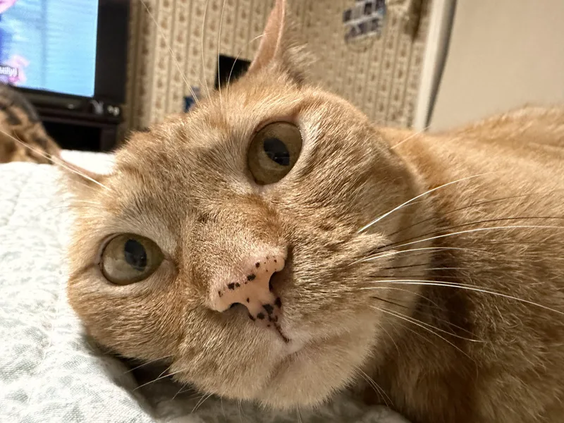 An adult medium-sized female Buff / Tan / Fawn Domestic Short Hair cat named Georgia O'Keefe for adoption in Fort Oglethorpe, GA