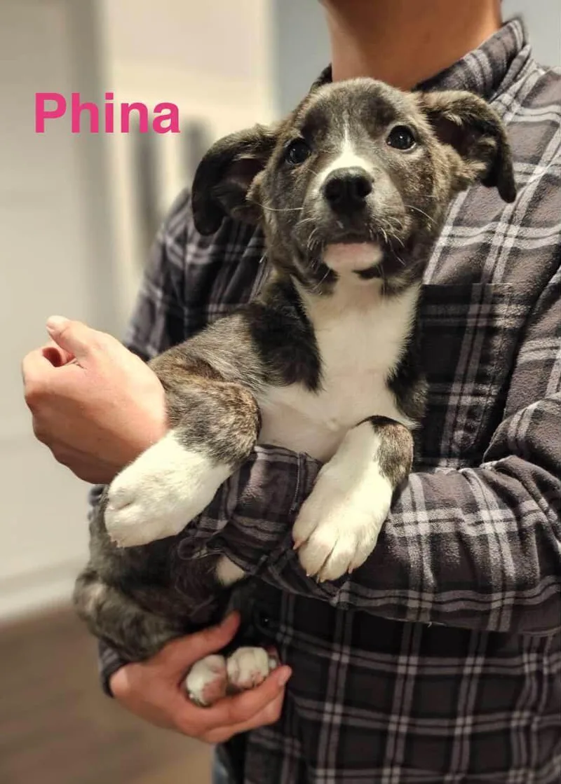 A baby medium-sized female Brindle Border Collie dog named Phina for adoption in Encino, CA