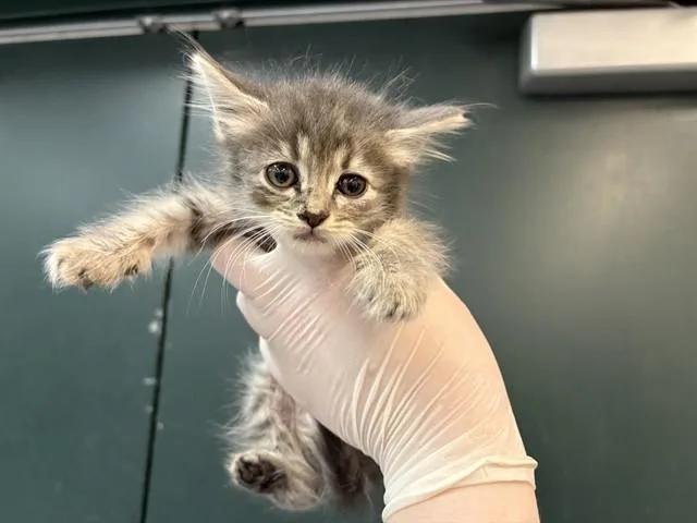Leia
