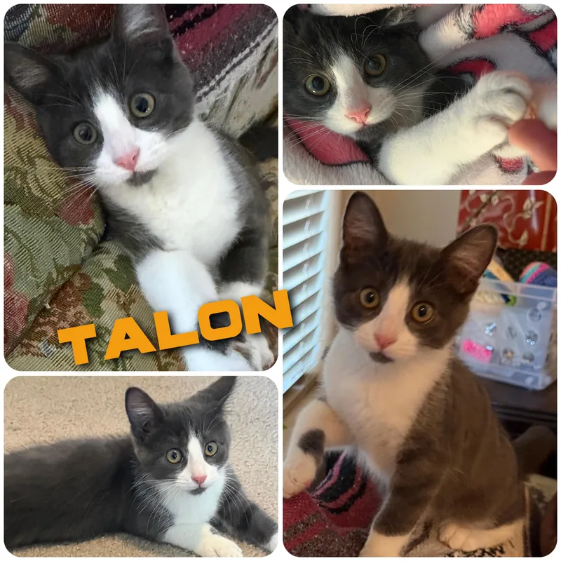 Talon thumbnail 5