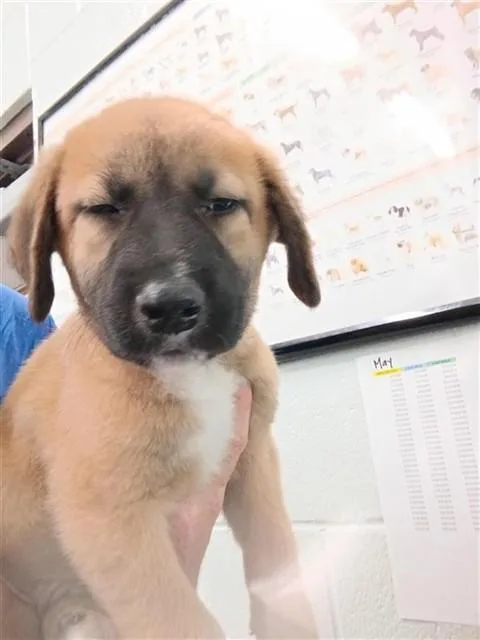 A baby small-sized male Labrador Retriever dog named Missouri for adoption in Corpus Christi, TX