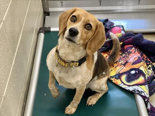 An adult medium-sized female Beagle dog named Rosie for adoption in Chapel Hill, NC