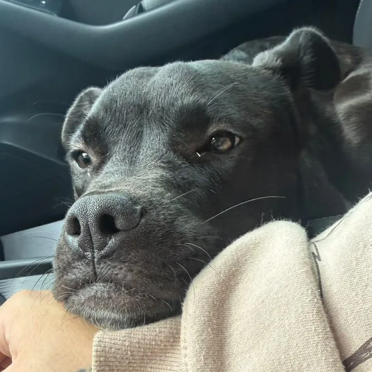 A young medium-sized male Black American Staffordshire Terrier dog named Kyng for adoption in Houston, TX