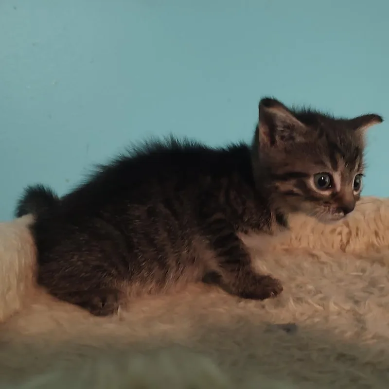 A baby small-sized female Gray / Blue / Silver Domestic Short Hair cat named Zev for adoption in Fairfax Station, VA