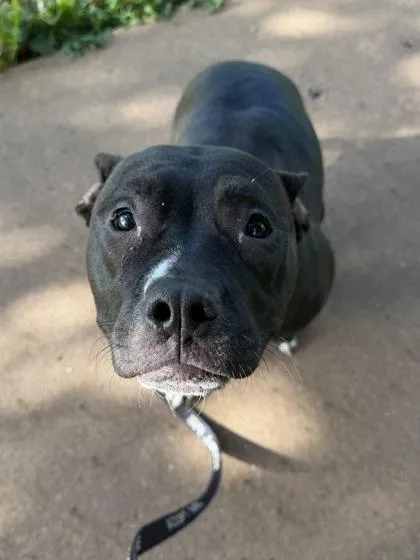 A young large-sized female Black Pit Bull Terrier dog named Mimi for adoption in Kansas City, MO