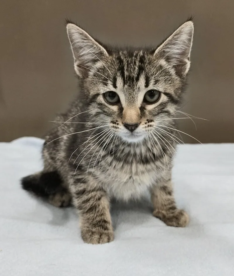 A baby medium-sized female Tabby (Brown / Chocolate) Domestic Short Hair cat named Billie for adoption in Amityville, NY