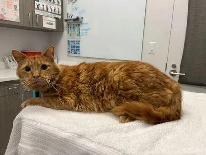 Cheddar