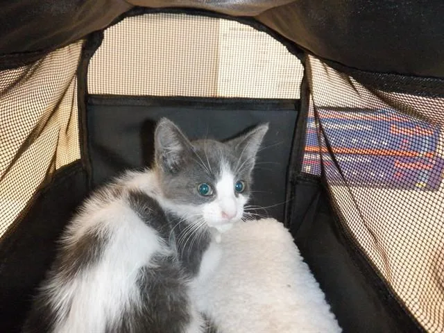 A baby small-sized female Domestic Short Hair cat named Yazmin for adoption in San Jose, CA