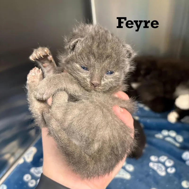 Feyre