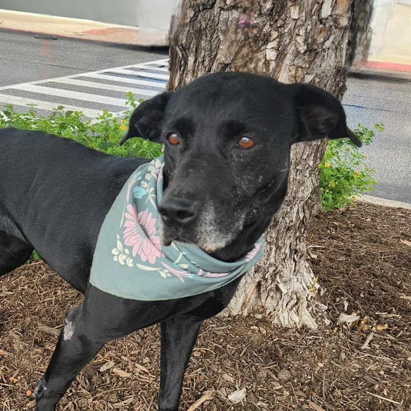 Harper Jum thumbnail 3