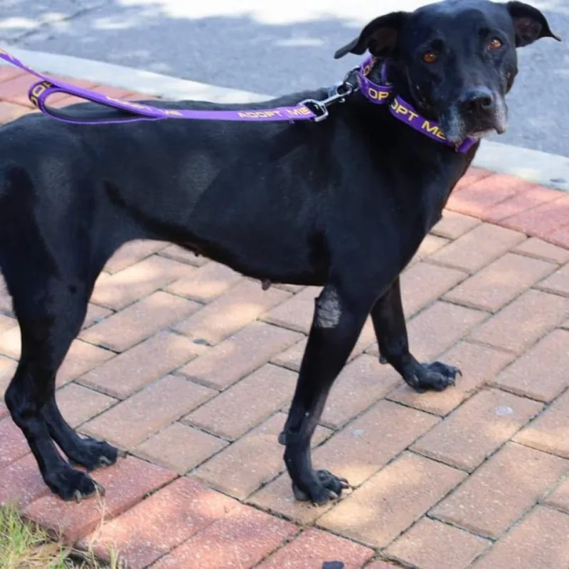 Harper Jum thumbnail 4