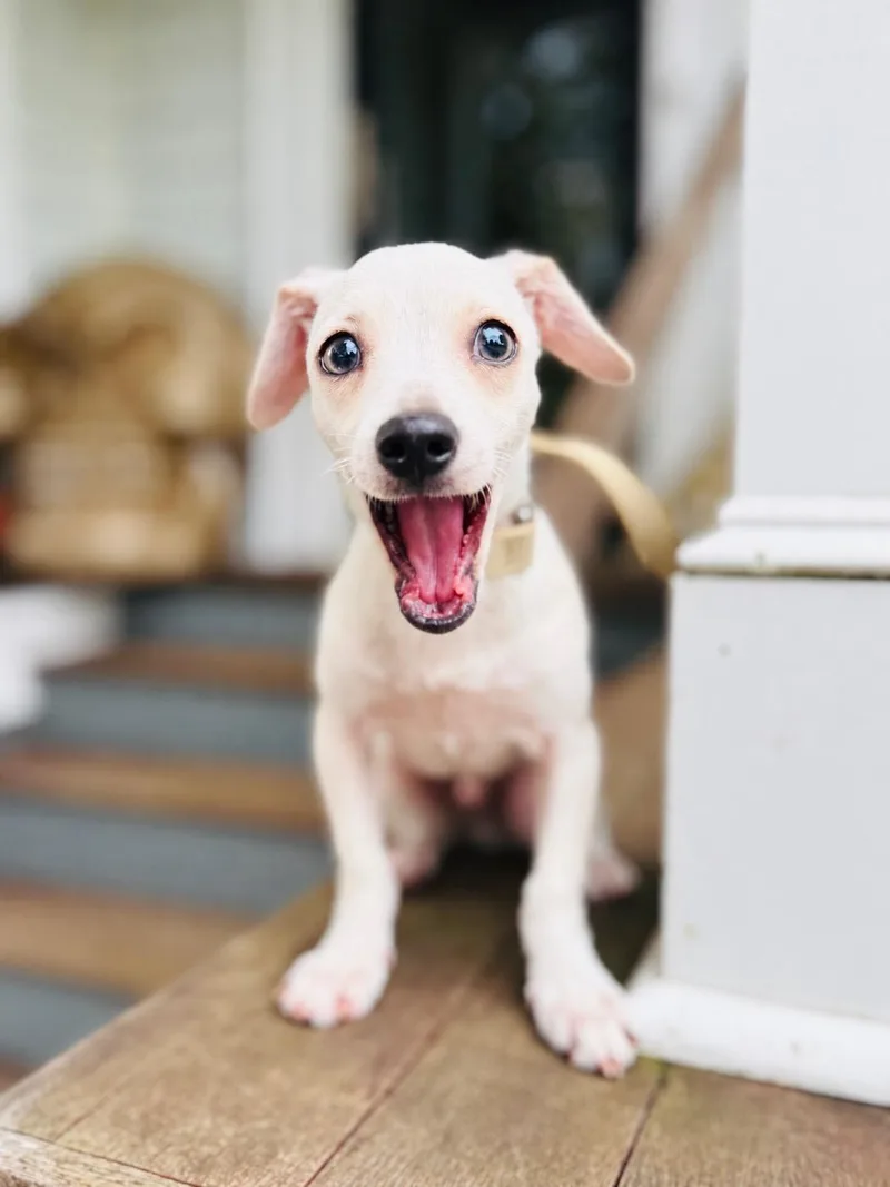 A young small-sized male Chihuahua dog named Romeo for adoption in University Place, WA