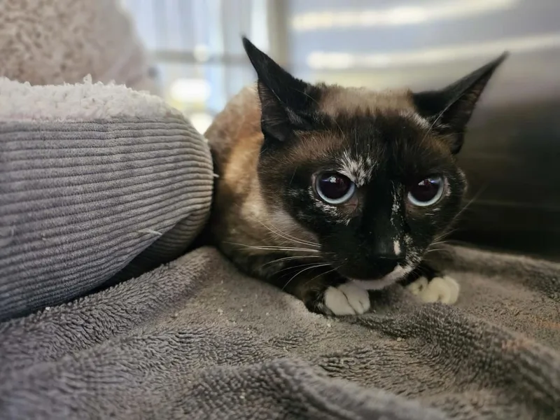 An adult medium-sized female Snowshoe cat named Nova for adoption in Rockwall, TX