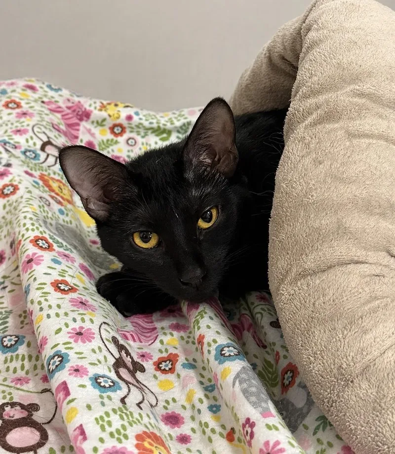 A young medium-sized female Black Domestic Short Hair cat named Candi for adoption in Greensboro, NC
