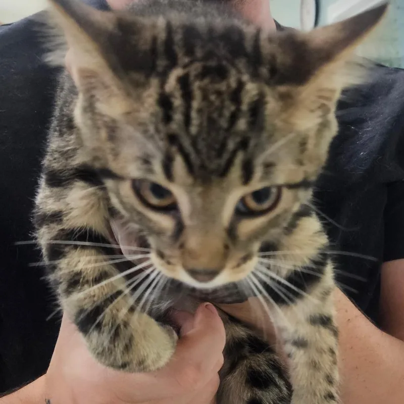 A baby small-sized male Brown / Chocolate Domestic Short Hair cat named Julian for adoption in Marble, NC