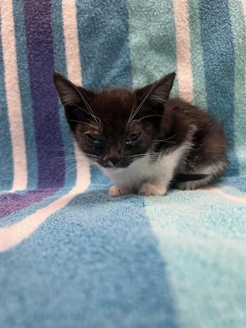 A baby small-sized female Domestic Short Hair cat named Gogo for adoption in Ontario, CA