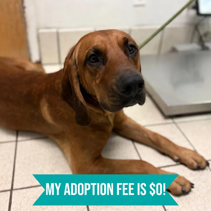 An adult large-sized male Red / Chestnut / Orange Mixed Breed dog named Elvis AKA Bruno for adoption in Charleston, WV