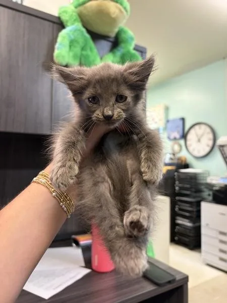Marvin
