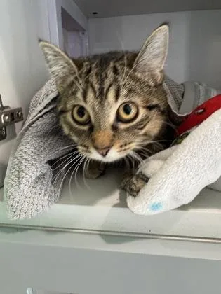 Tiger Lily thumbnail 2