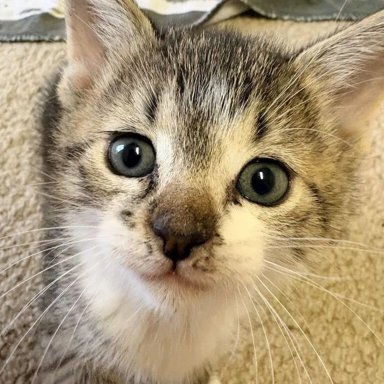 A baby small-sized male Gray / Blue / Silver Domestic Short Hair cat named Luchador for adoption in Carencro, LA