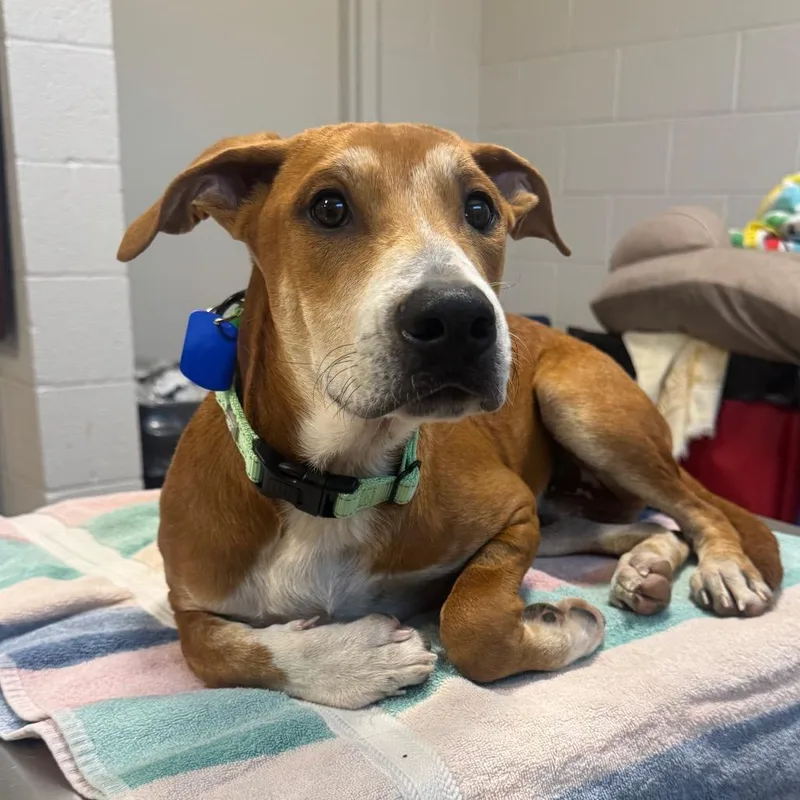 A young medium-sized male Brown / Chocolate Mixed Breed dog named Kody for adoption in Englewood, FL