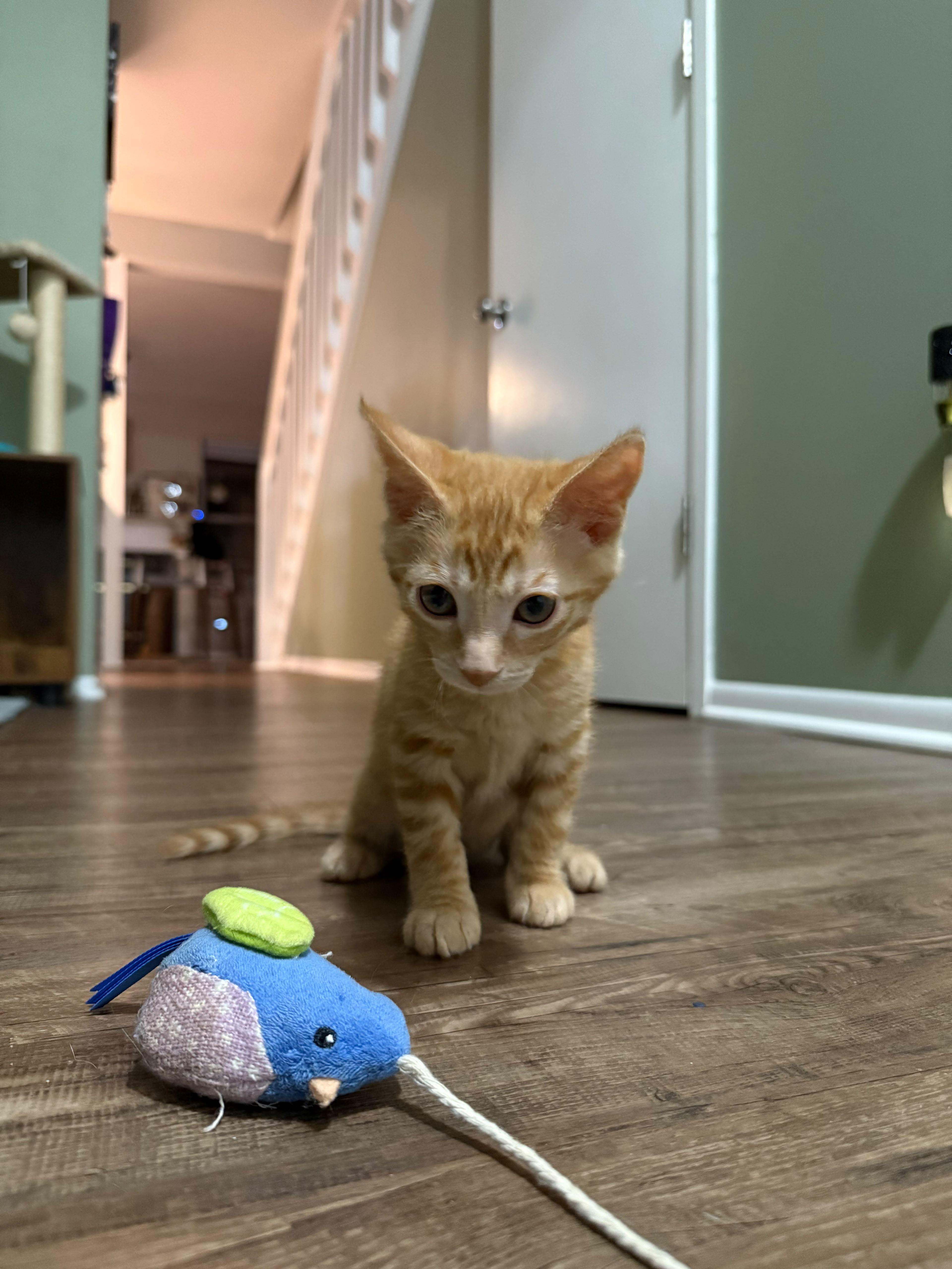 A baby medium-sized female Tabby (Orange / Red) Domestic Short Hair cat named Tilly for adoption in Bear, DE