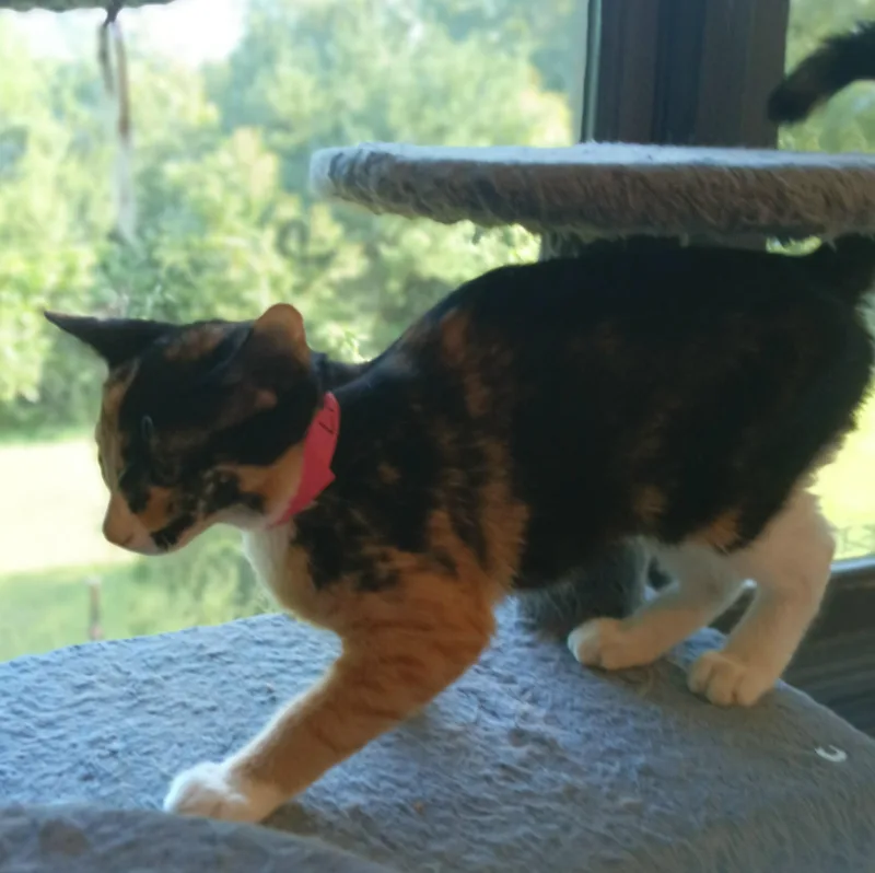 A young medium-sized female Orange & White Domestic Short Hair cat named Bunny for adoption in Franklinville, NJ