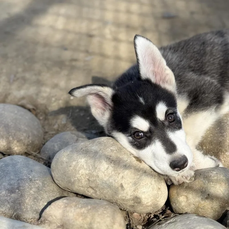 Sapphire thumbnail 2