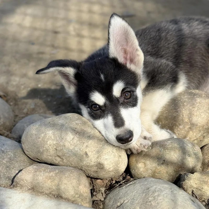 Sapphire thumbnail 3