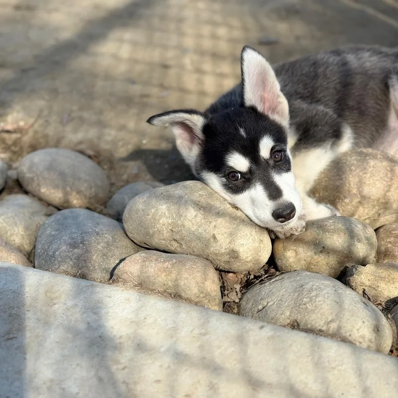 Sapphire thumbnail 5