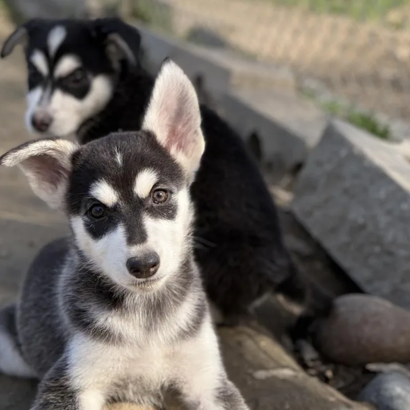 Sapphire thumbnail 6