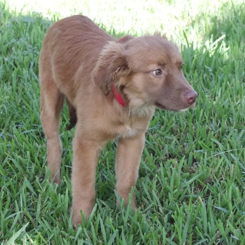 Puppy Autumn
