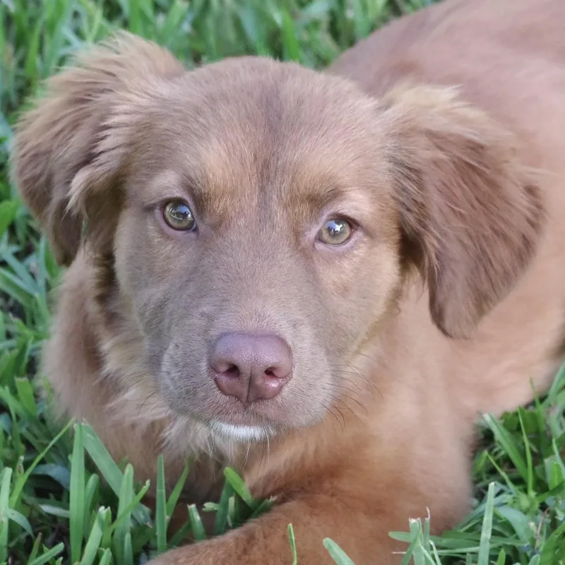 Puppy Autumn thumbnail 3
