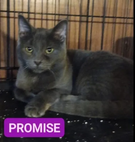 Zz Baby Promise 