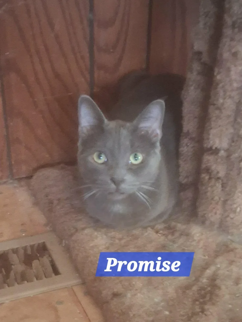 Zz Baby Promise  thumbnail 2