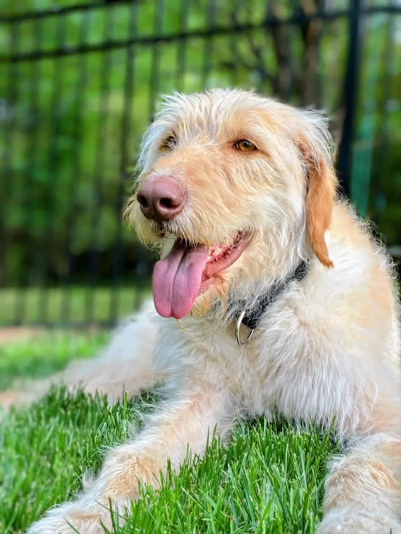 An adult large-sized male Labrador Retriever dog named Scottie for adoption in Arlington, VA