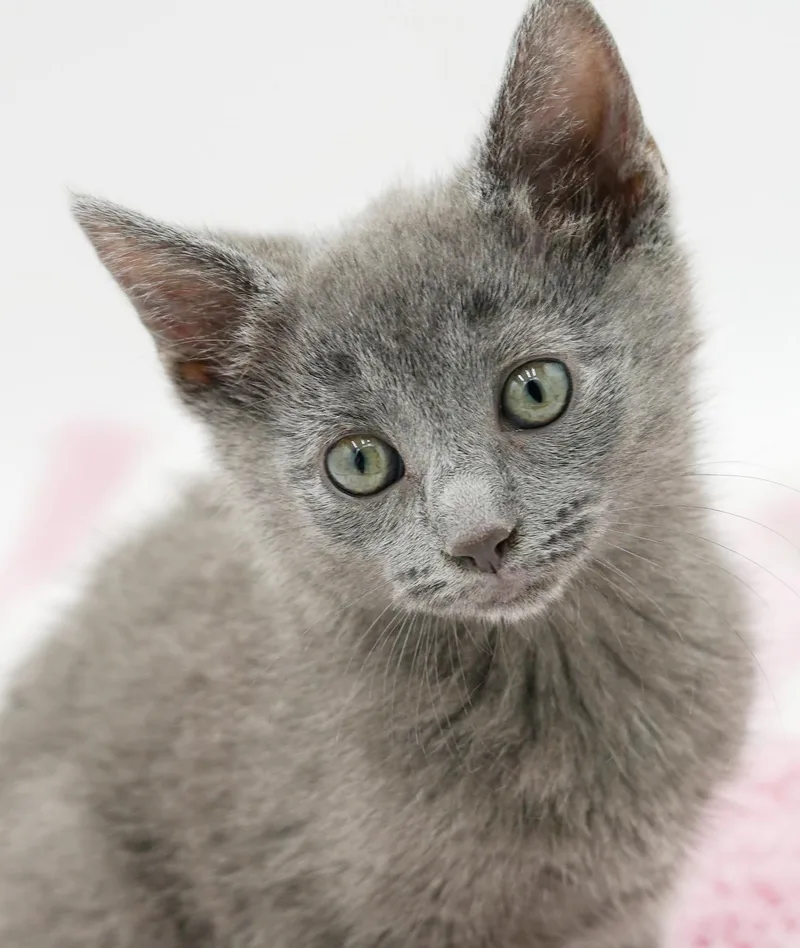 Zara is our purrfect