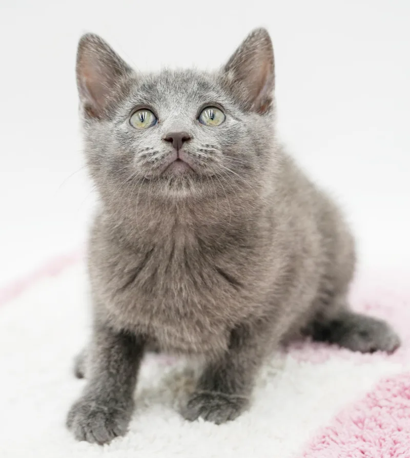 Zara is our purrfect thumbnail 2