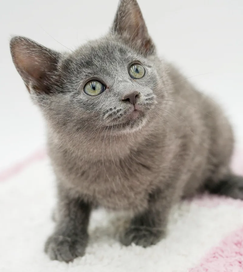 Zara is our purrfect thumbnail 3