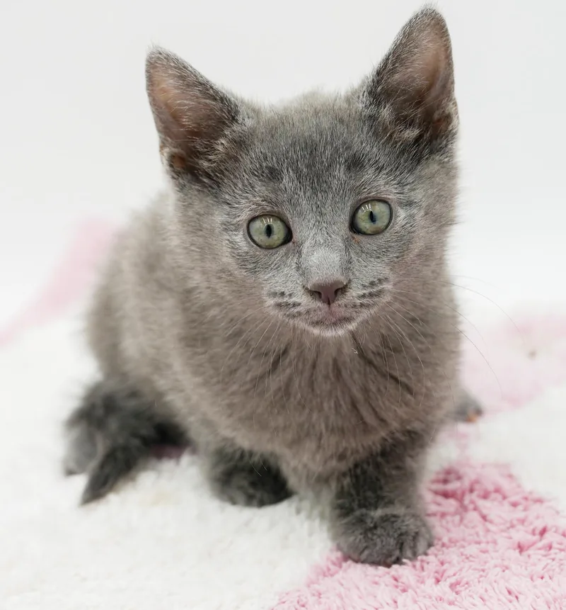 Zara is our purrfect thumbnail 4