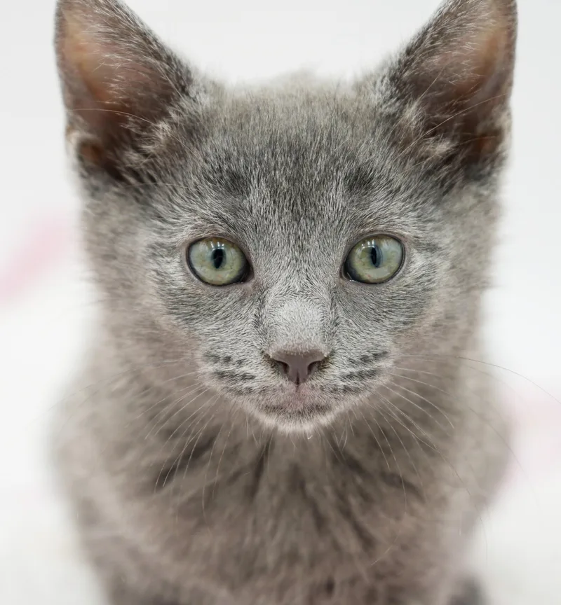 Zara is our purrfect thumbnail 5