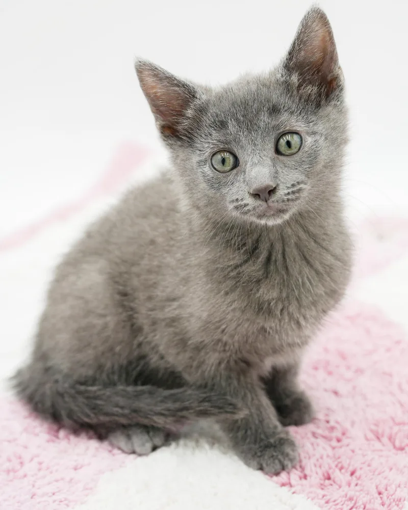 Zara is our purrfect thumbnail 6