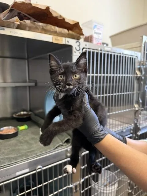 A baby small-sized male Domestic Short Hair cat named Pluto Kk for adoption in Santa Maria, CA