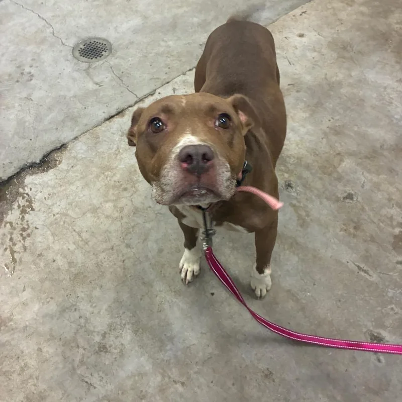 An adult medium-sized female Mixed Breed dog named Sissy for adoption in Corbin, KY